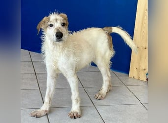 Welpenalarm: Herziger Cluso