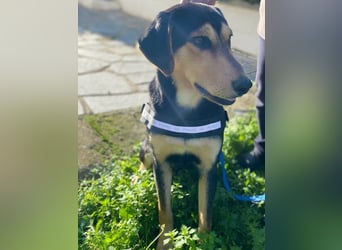 Oreo ist ein Volltreffer!