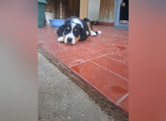 Herziges Hundekind Thea