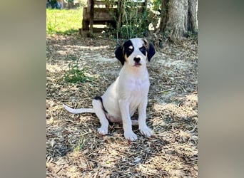 Putziges Hundebaby Momo