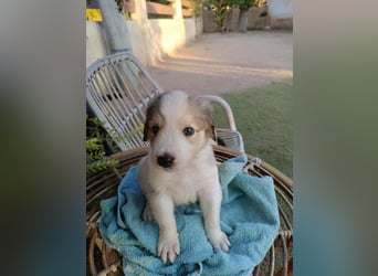 RESERVIERT- Welpenalarm: Herziger Finn