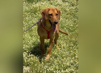 Lucy - freundlich und menschenbezogen