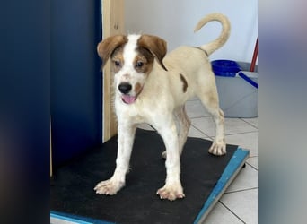 Welpenalarm: Knuffiger Caster