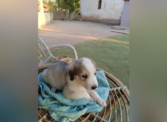 RESERVIERT- Welpenalarm: Herziger Finn