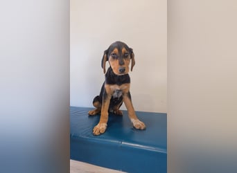 Ollie: Bezaubernder Sonnenschein