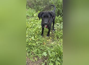 Matilda - lebensfroh und verspielt