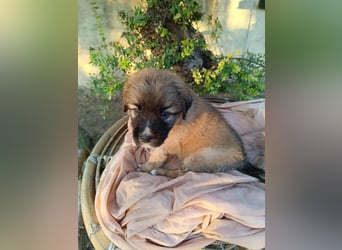 RESERVIERT-Welpenalarm: Putzige Frieda