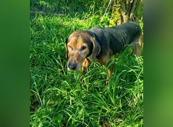 Dankbares Silberschnäuzchen Thanos