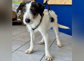 Welpenalarm: Putziger Cain