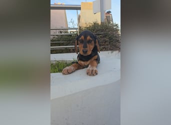 Ollie: Bezaubernder Sonnenschein