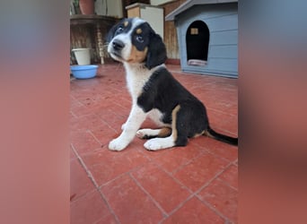 Herziges Hundekind Thea