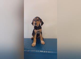 Ollie: Bezaubernder Sonnenschein