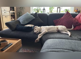 Mylo = Goldschatz