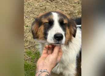 Charlie: Dein neuer Kuschelfreund