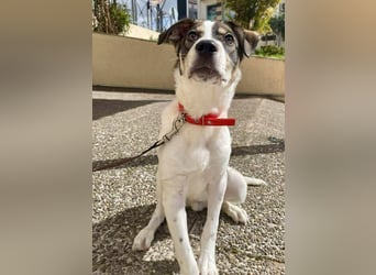 Goldiger Roulis ist ein Herzenshund