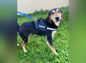 Oreo ist ein Volltreffer!