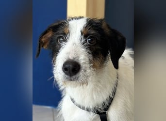 Welpenalarm: Putziger Cain