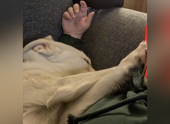 Mylo = Goldschatz