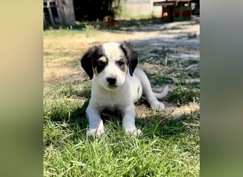 Putziges Hundebaby Momo
