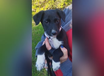 Herziges Welpenmädchen Fritzi