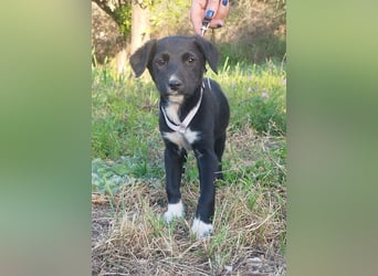 Herziges Welpenmädchen Fritzi