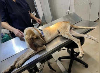 Feivel ist voller Energie und Liebe