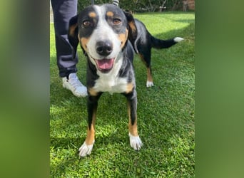 Lilla ist ein ruhiger und anhänglicher Schatz