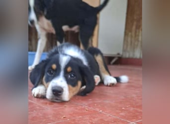 Herziges Hundekind Thea