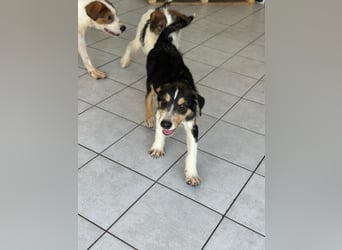 Welpenalarm: Goldiger Chip