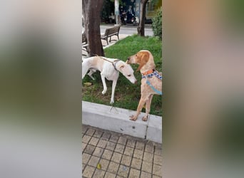 Feivel ist voller Energie und Liebe