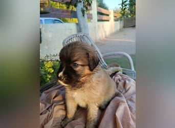 RESERVIERT-Welpenalarm: Putzige Frieda