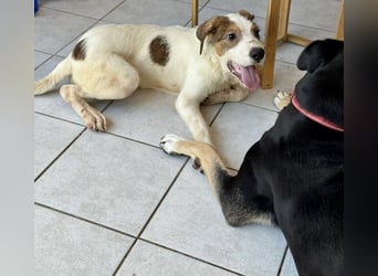 Welpenalarm: Knuffiger Caster