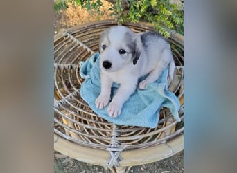 RESERVIERT- Welpenalarm: Herziger Finn