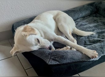 Mylo = Goldschatz