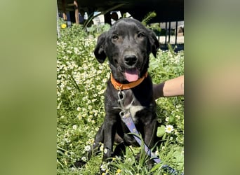 Penny: Drolliges Labbi-Mix-Welpi