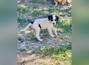 Putziges Hundebaby Momo