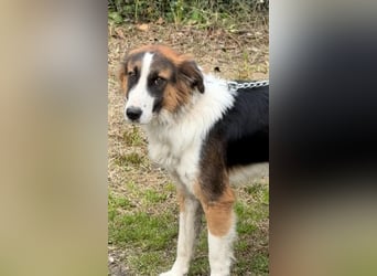 Charlie: Dein neuer Kuschelfreund