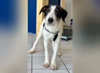 Welpenalarm: Putziger Cain