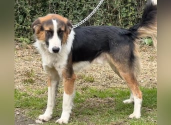 Charlie: Dein neuer Kuschelfreund