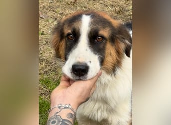 Charlie: Dein neuer Kuschelfreund