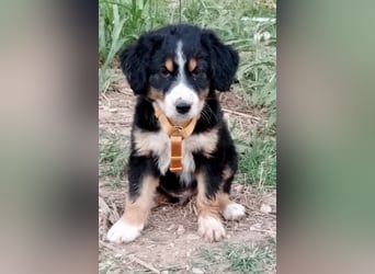 Herziges Hundekind Devin