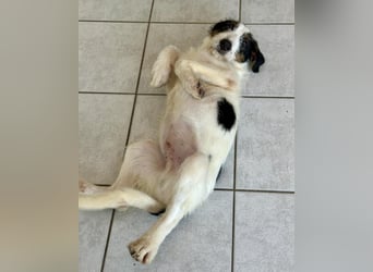 Welpenalarm: Putziger Cain