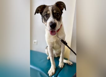Goldiger Roulis ist ein Herzenshund