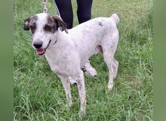 Treuer Lui wartet auf seine Chance