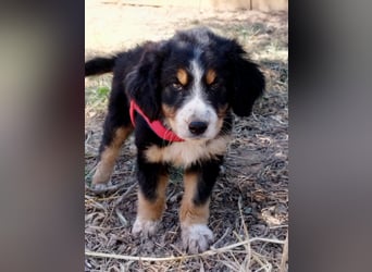 Herziges Hundekind Devin