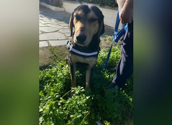 Oreo ist ein Volltreffer!