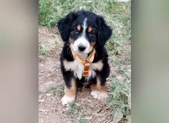 Herziges Hundekind Devin