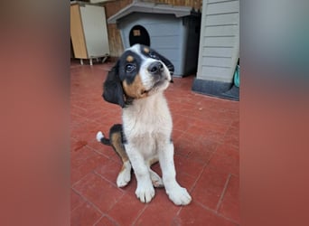 Herziges Hundekind Thea
