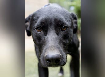Fritzi: Cleveres Herz auf vier Pfoten