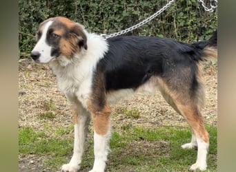 Charlie: Dein neuer Kuschelfreund